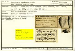 Karteikarte zum Holotyp von Textilaria carinata robusta Stache, 1864
